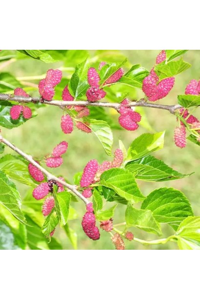 Morus Kruzhevo — гармонія краси і врожайності.